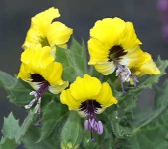 Henbane-bitters (Hyoscyamus aureus); psychotropic, entheogenic, bitter gall